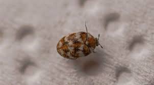 مكافحة خنفساء السجاد