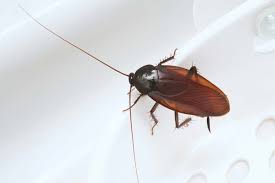 مكافحة الصراصير